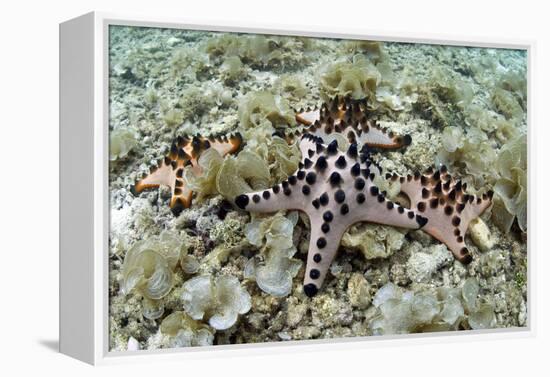 Chocolate Chip Starfish - Horned Sea Star (Protoreaster Nodosus) Cebu, Philippines, March-Sue Daly-Framed Premier Image Canvas