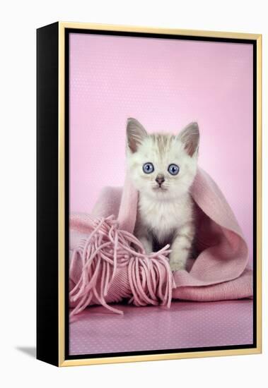 Chocolate Classic Tabby Kitten (8 Weeks)-null-Framed Premier Image Canvas