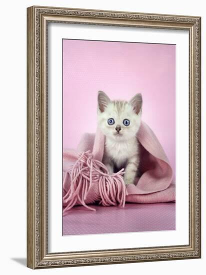 Chocolate Classic Tabby Kitten (8 Weeks)-null-Framed Photographic Print