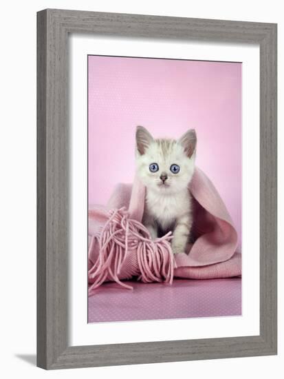 Chocolate Classic Tabby Kitten (8 Weeks)-null-Framed Photographic Print