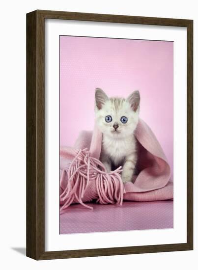 Chocolate Classic Tabby Kitten (8 Weeks)-null-Framed Photographic Print