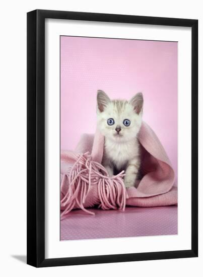 Chocolate Classic Tabby Kitten (8 Weeks)-null-Framed Photographic Print