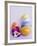 Chocolate Eggs in Foil, with Pansy-null-Framed Photographic Print