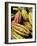 Chocolate Fruits From a Theobroma Cacao Tree, Madagascar, Africa-Michael Runkel-Framed Photographic Print