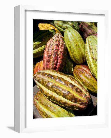 Chocolate Fruits From a Theobroma Cacao Tree, Madagascar, Africa-Michael Runkel-Framed Photographic Print