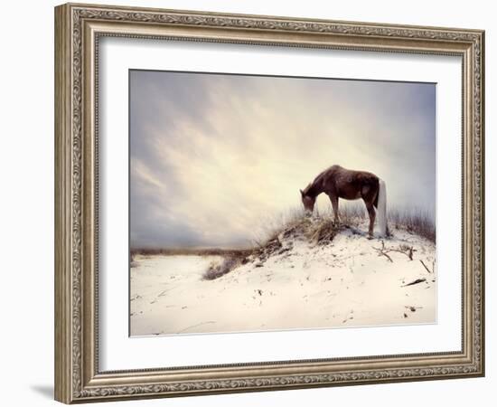 Chocolate Horse Feeding from Dry Brush-Jan Lakey-Framed Photographic Print