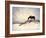 Chocolate Horse Feeding from Dry Brush-Jan Lakey-Framed Photographic Print