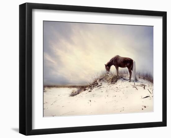 Chocolate Horse Feeding from Dry Brush-Jan Lakey-Framed Photographic Print
