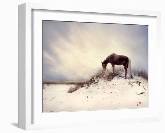 Chocolate Horse Feeding from Dry Brush-Jan Lakey-Framed Photographic Print