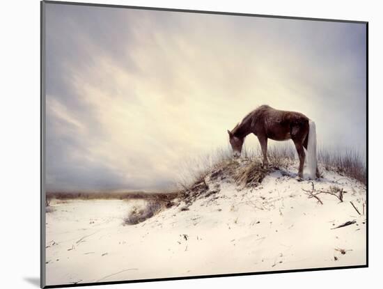 Chocolate Horse Feeding from Dry Brush-Jan Lakey-Mounted Photographic Print