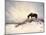 Chocolate Horse Feeding from Dry Brush-Jan Lakey-Mounted Photographic Print