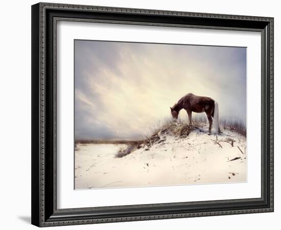 Chocolate Horse Feeding from Dry Brush-Jan Lakey-Framed Photographic Print