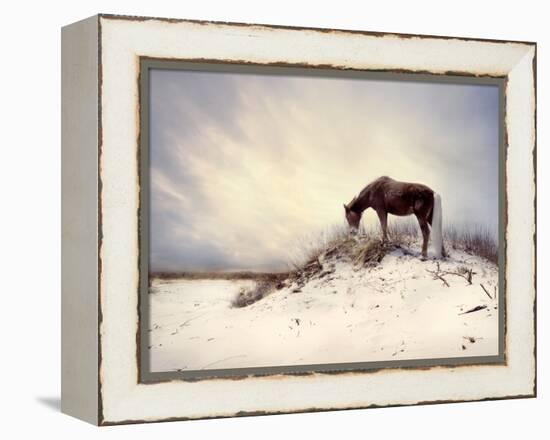 Chocolate Horse Feeding from Dry Brush-Jan Lakey-Framed Premier Image Canvas