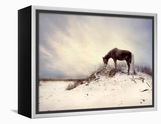 Chocolate Horse Feeding from Dry Brush-Jan Lakey-Framed Premier Image Canvas