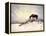 Chocolate Horse Feeding from Dry Brush-Jan Lakey-Framed Premier Image Canvas