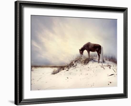 Chocolate Horse Feeding from Dry Brush-Jan Lakey-Framed Photographic Print