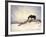 Chocolate Horse Feeding from Dry Brush-Jan Lakey-Framed Photographic Print