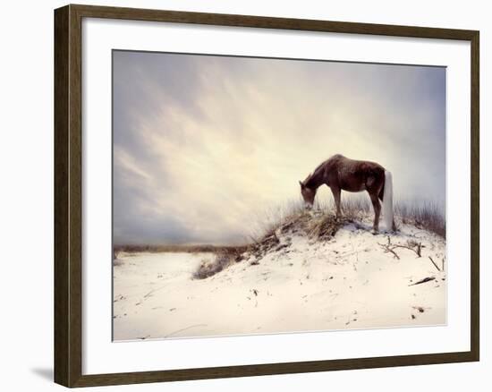 Chocolate Horse Feeding from Dry Brush-Jan Lakey-Framed Photographic Print