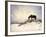 Chocolate Horse Feeding from Dry Brush-Jan Lakey-Framed Photographic Print