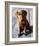 Chocolate Lab Gus-Robert Mcclintock-Framed Art Print