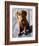 Chocolate Lab Gus-Robert Mcclintock-Framed Art Print