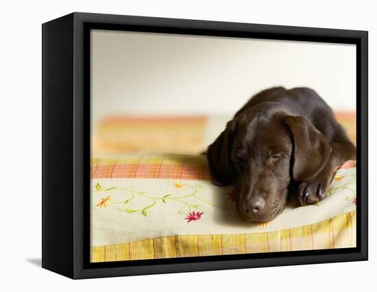 Chocolate Lab Puppy on Bed-Jim Craigmyle-Framed Premier Image Canvas