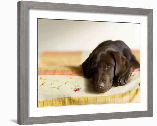 Chocolate Lab Puppy on Bed-Jim Craigmyle-Framed Photographic Print