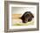 Chocolate Lab Puppy on Bed-Jim Craigmyle-Framed Photographic Print