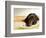 Chocolate Lab Puppy on Bed-Jim Craigmyle-Framed Photographic Print