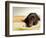 Chocolate Lab Puppy on Bed-Jim Craigmyle-Framed Photographic Print