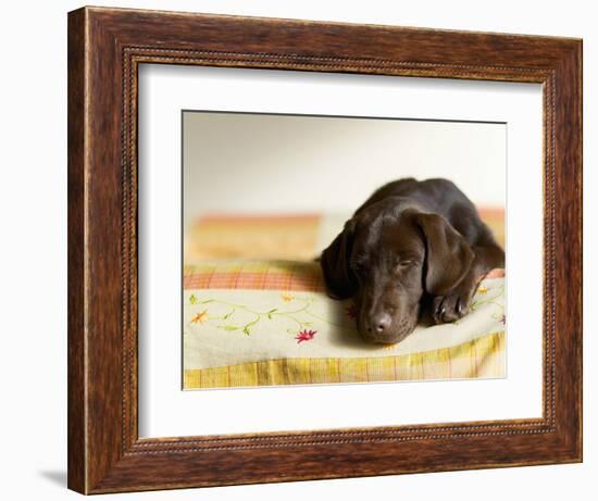 Chocolate Lab Puppy on Bed-Jim Craigmyle-Framed Photographic Print