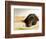 Chocolate Lab Puppy on Bed-Jim Craigmyle-Framed Photographic Print