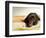 Chocolate Lab Puppy on Bed-Jim Craigmyle-Framed Photographic Print