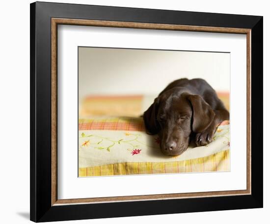 Chocolate Lab Puppy on Bed-Jim Craigmyle-Framed Photographic Print