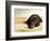 Chocolate Lab Puppy on Bed-Jim Craigmyle-Framed Photographic Print