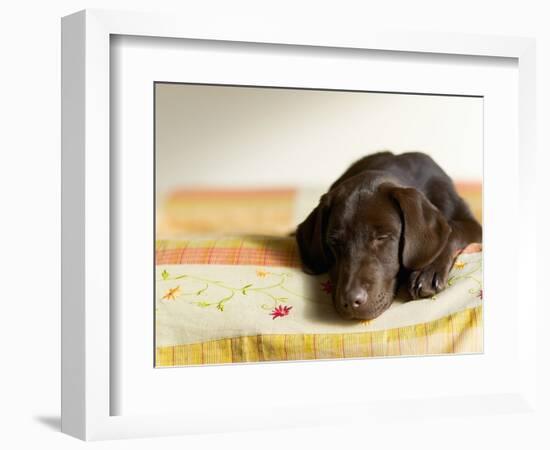 Chocolate Lab Puppy on Bed-Jim Craigmyle-Framed Photographic Print