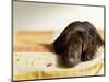 Chocolate Lab Puppy on Bed-Jim Craigmyle-Mounted Photographic Print