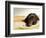 Chocolate Lab Puppy on Bed-Jim Craigmyle-Framed Photographic Print