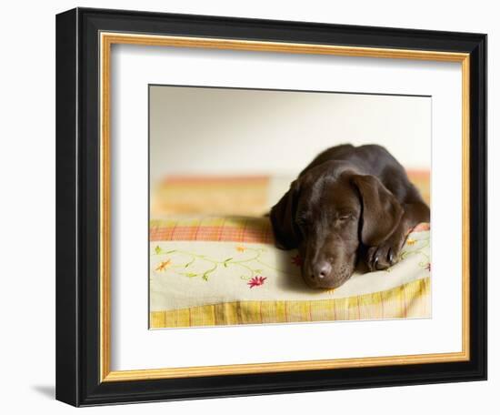 Chocolate Lab Puppy on Bed-Jim Craigmyle-Framed Photographic Print