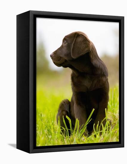 Chocolate Lab Puppy-Jim Craigmyle-Framed Premier Image Canvas