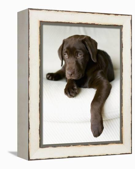 Chocolate Lab Puppy-Jim Craigmyle-Framed Premier Image Canvas