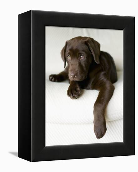 Chocolate Lab Puppy-Jim Craigmyle-Framed Premier Image Canvas