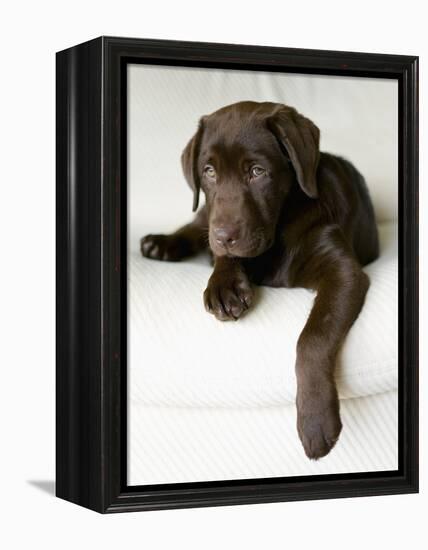 Chocolate Lab Puppy-Jim Craigmyle-Framed Premier Image Canvas