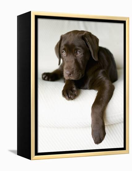 Chocolate Lab Puppy-Jim Craigmyle-Framed Premier Image Canvas