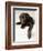 Chocolate Lab Puppy-Jim Craigmyle-Framed Premium Photographic Print