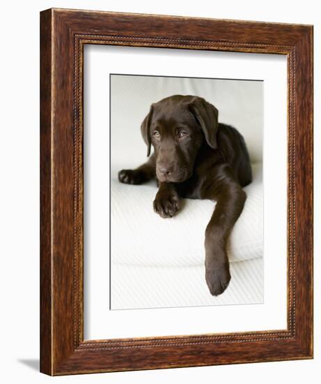 Chocolate Lab Puppy-Jim Craigmyle-Framed Premium Photographic Print