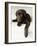 Chocolate Lab Puppy-Jim Craigmyle-Framed Photographic Print