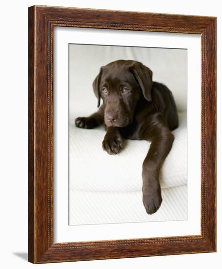 Chocolate Lab Puppy-Jim Craigmyle-Framed Photographic Print