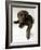 Chocolate Lab Puppy-Jim Craigmyle-Framed Photographic Print