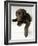 Chocolate Lab Puppy-Jim Craigmyle-Framed Photographic Print